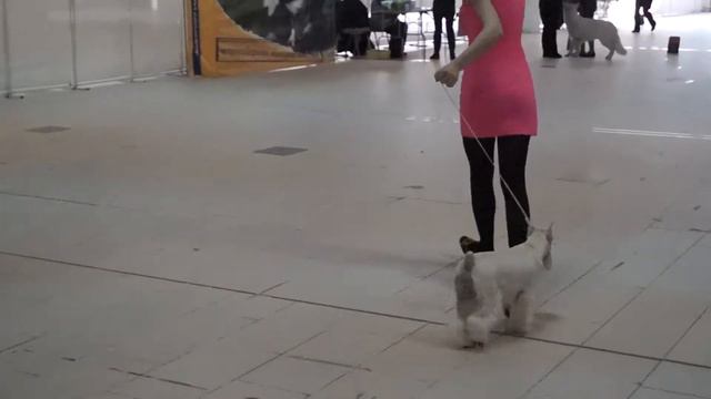 МОНОПОРОДНАЯ ВЫСТАВКА ЦВЕРГШНАУЦЕР «ПОБЕДИТЕЛЬ КЛУБА -2014 смотреть онлайн