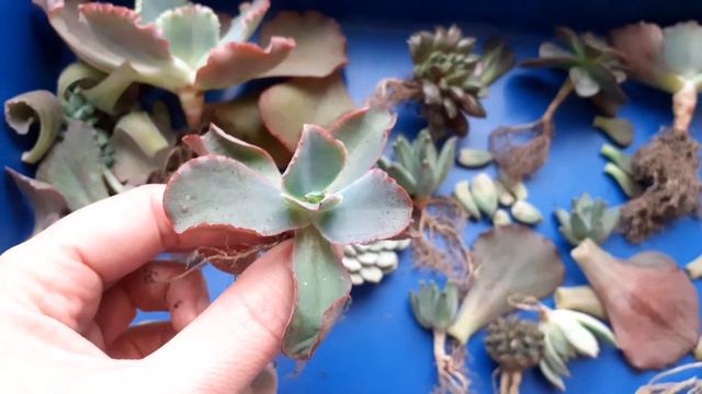 Новинки. смотреть онлайн