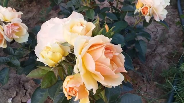 Роза Ганзештадт Росток (Hansestadt Rostock). Мейян 1997 г