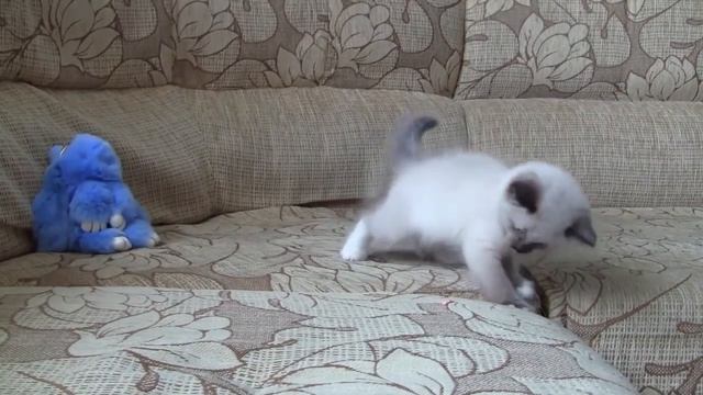 ТОП 5 Лучшие видео про котенка. Смешной котенок ГАВ. смотреть онлайн