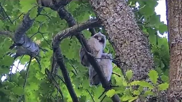 Неизвестные пушистые комочки, Пушкинский район Подмосковье смотреть онлайн
