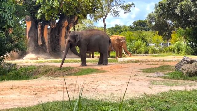 Приключения в зоопаркe Соломошка кормит жирафов смотреть онлайн