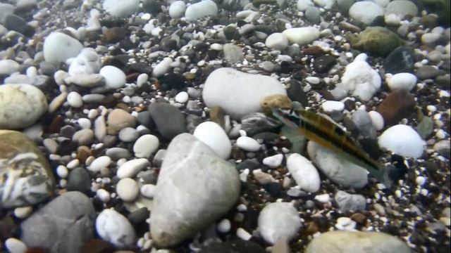Морская фауна Турции смотреть онлайн