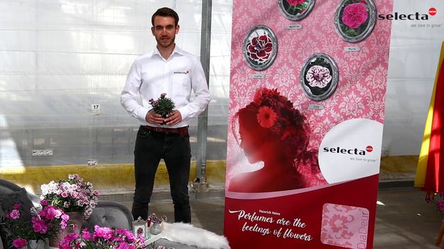 Präsentation Dianthus caryophyllus DiaDeur® Serie смотреть онлайн