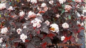 Пузыреплодник калинолистный Леди ин Ред ? обзор: как сажать, саженцы пузыреплодника Леди ин Ред