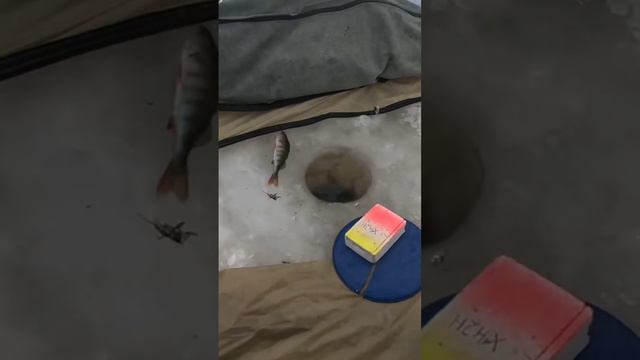 Ловим окуня на мормышку#окуньнамормышку #зимняяловлярыбы #клюет #рыбалка #питер # смотреть онлайн