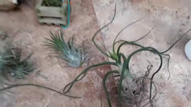Air Plants And Its Care. Konkani.