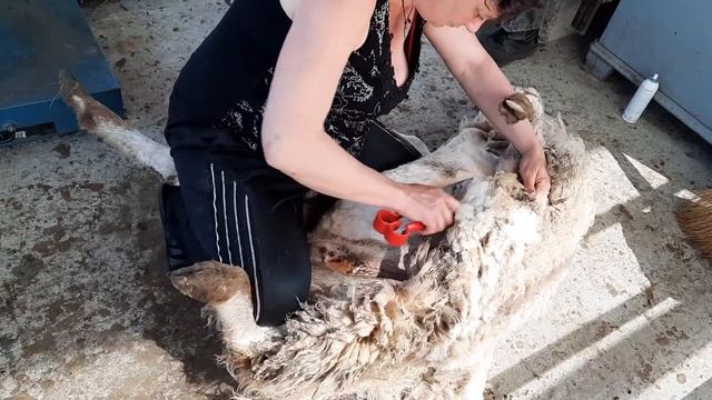 Стрижем овец ножницами, просто и доступно, на ферме Агродом смотреть онлайн