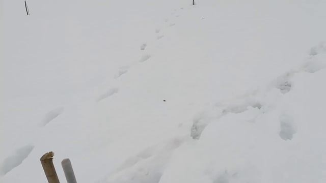 Утепляем ореховый сад перед сильными морозами. смотреть онлайн