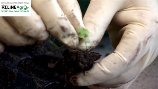 Как пикировать сельдерей. Пикировка сельдерея корневого. смотреть онлайн
