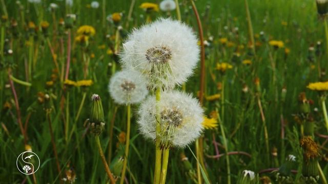 Sounds Of Nature In The Spring Forest. Voices Of Birds, For Sleep, Meditation, For Relaxation. 12 H
