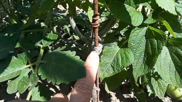 Семя стройности, то самое! Чиа в открытом грунте смотреть онлайн