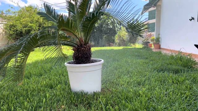 Rescatando CYCAS REVOLUTA | Semillas(⚠️tóxicas/mortales) смотреть онлайн