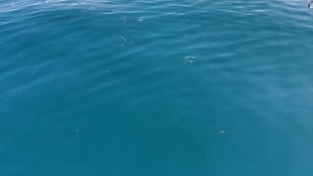 Рыбалка Чемитоквадже 21.09.2020. Луфарь. смотреть онлайн