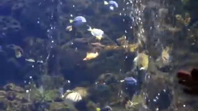 океанариум Адлер смотреть онлайн