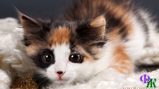 Цветные кошки 3. «Вот и деньги появились, это вы мне их привлекли!» – Алла чмокнула котят в носики смотреть онлайн