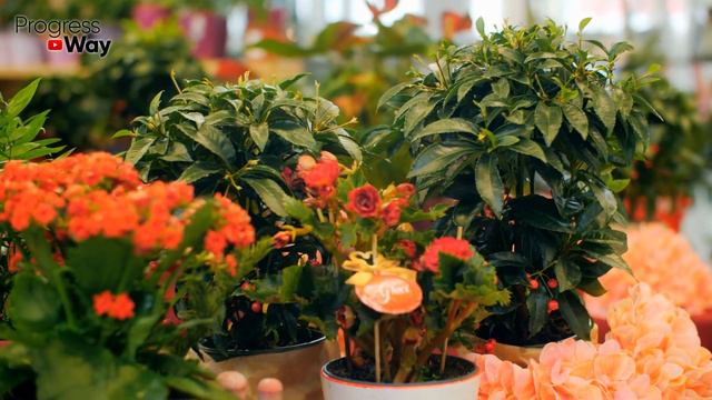 ЦВЕТЫ Растут Как СУМАСШЕДШИЕ После Такой ПОДКОРМКИ! смотреть онлайн