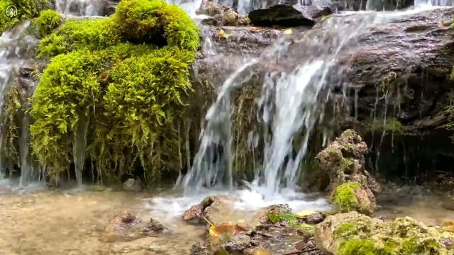 Звуки природы. 6 Часов пения птиц и звуки водопада смотреть онлайн