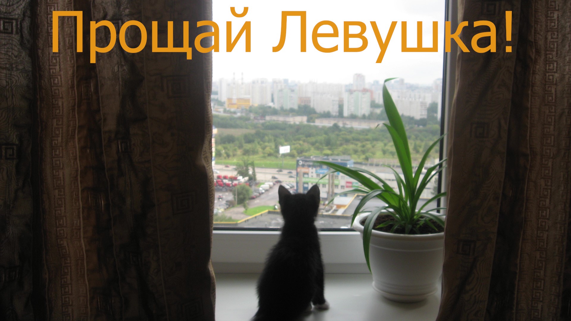 Котик Левушка /Вся жизнь за 27 минут