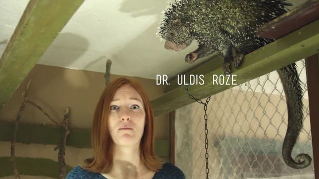 Porcupine Stink смотреть онлайн