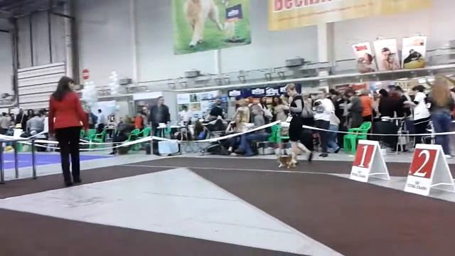 "Золотые Ворота 2013" чихуахуа д\ш 9 смотреть онлайн