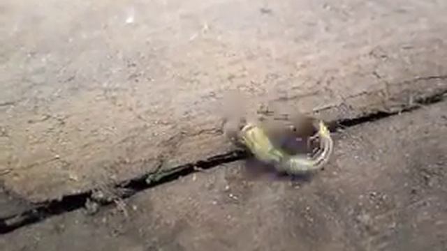 Чёрный садовый муравей-смелый защитник полей и огородов.