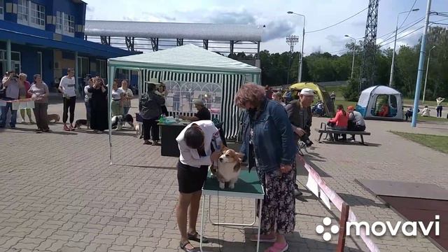 Выставка собак г. Ногинск / 1 часть смотреть онлайн