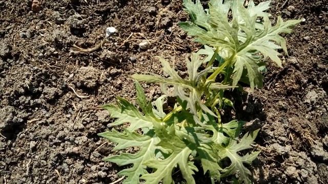 ???ОБЗОР ЦВЕТНИКА НА УРАЛЕ ?ИЮНЬ ?ВСЁ РАДУЕТ?ЗАМОРОЗКИ МИНОВАЛИ смотреть онлайн