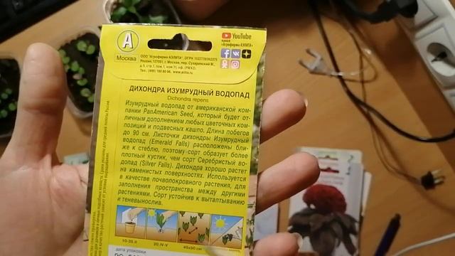 Малышки растишки: катарантус, гипоэстес, целозия, дихондра и петуния смотреть онлайн