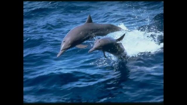 ЧЕРНОЕ МОРЕ