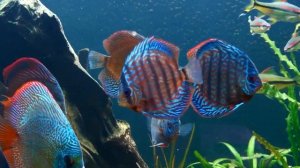 Нужен ли карантин для новой аквариумной рыбки? Или можно запускать без карантина в главный аквариум