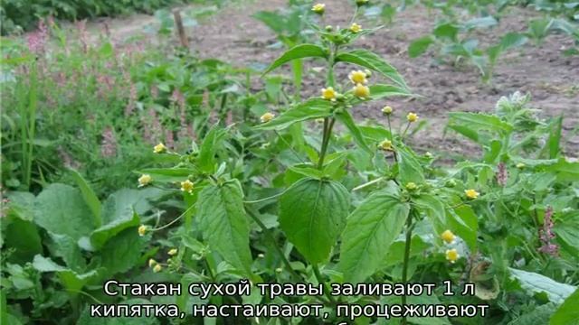 Трава американка: описание сорняка, свойства, как вывести смотреть онлайн