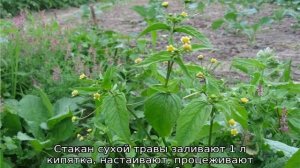 Трава американка: описание сорняка, свойства, как вывести