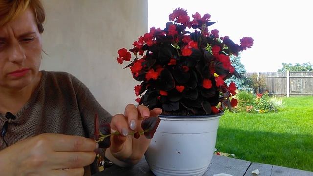 Ампельная бегония и бегония вечноцветущая