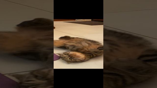 Гера и дракоша ? #geravna #любовь #житьжизнь