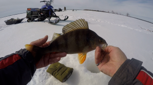 Забрался на одно озеро а там окуня мордатые клюют.