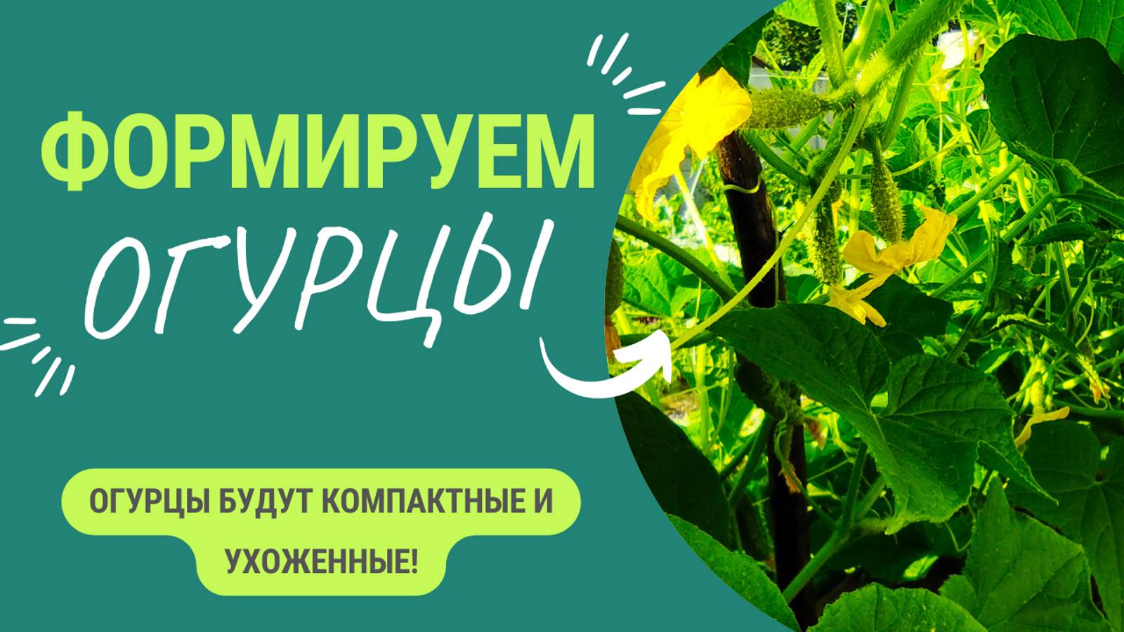 Формировка огурцов. Огурцы всегда компактные и ухоженные с большим урожаем смотреть онлайн