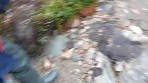 Как отпугнуть медведя...