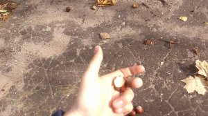 Можно ли есть конский каштан