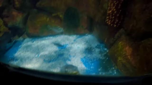 Cox's story | Rediant Fish World смотреть онлайн