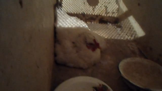 Наседка//Жизнь в деревне смотреть онлайн