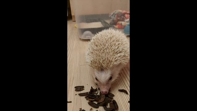 Ёжик кушает личинку мухи "Чёрная львинка" смотреть онлайн