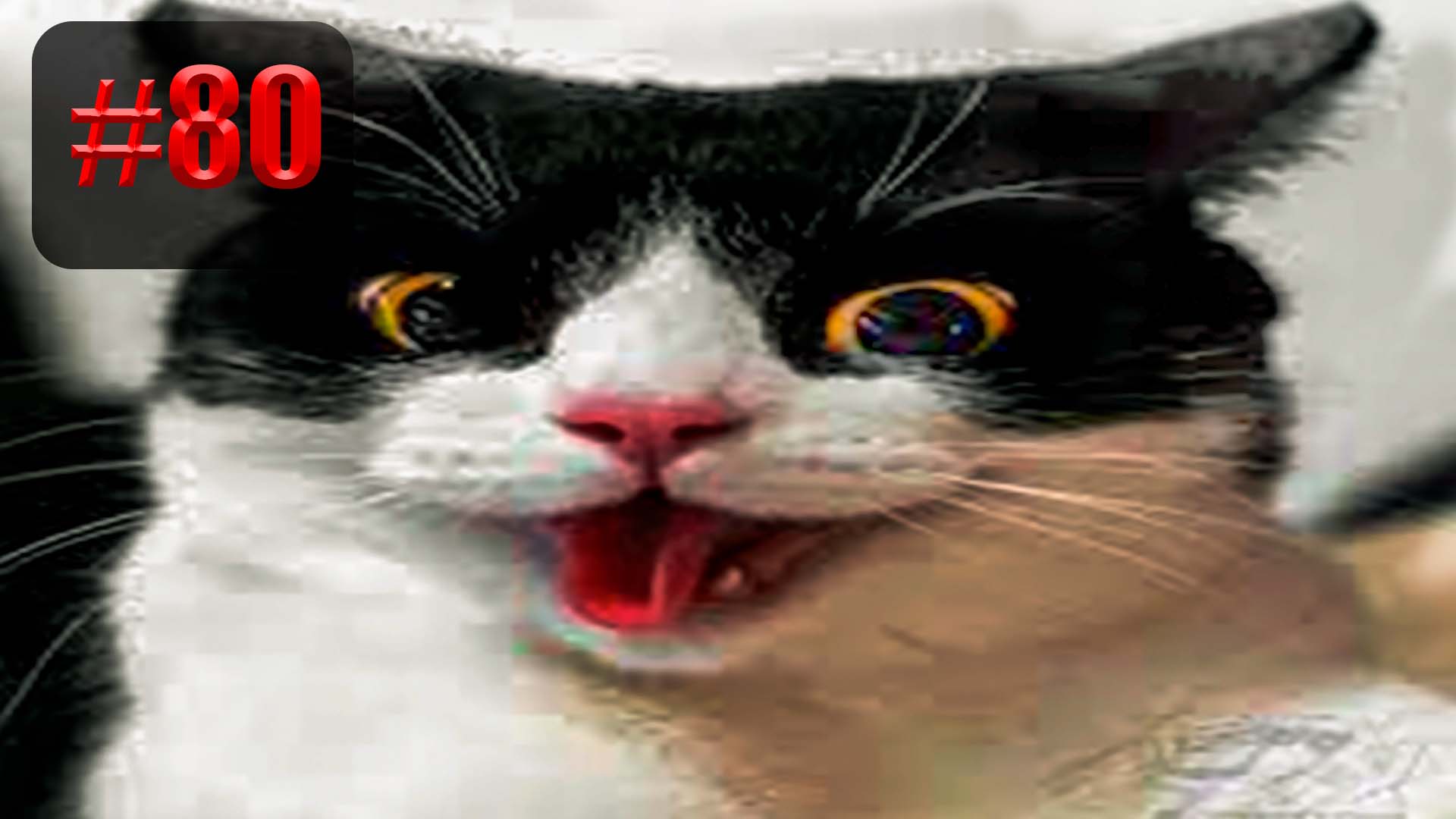 913 секунд Смеха ?? | UNUSUAL MEMES приколы лучшие до слез ?? 2022 Funny cute cats compilation смотреть онлайн