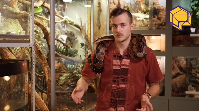 Как отличить гадюку от ужа? смотреть онлайн