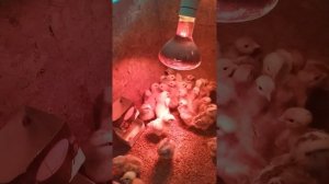 Корм для цыплят от 0 до 30 дней Рецепту более 6 лет, основной состав: Пищевые Крупы. #старт #цыплят