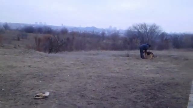 Первая дрессировка собаки в 2 года. Никогда не поздно. смотреть онлайн