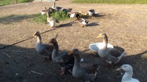 обзор крупной серой породы гусей (беларусь)