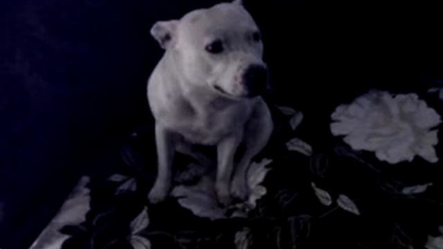 Lexi Lou desperate for walk смотреть онлайн