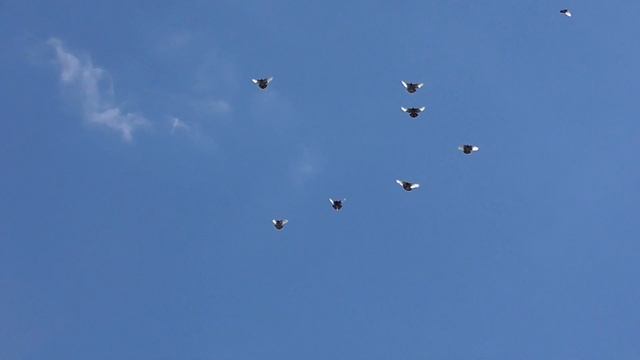 Курские голуби. 30 06 22г. Первый подъём молодых второго вывода. смотреть онлайн
