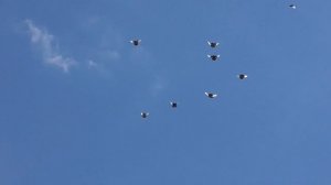 Курские голуби. 30 06 22г. Первый подъём молодых второго вывода.